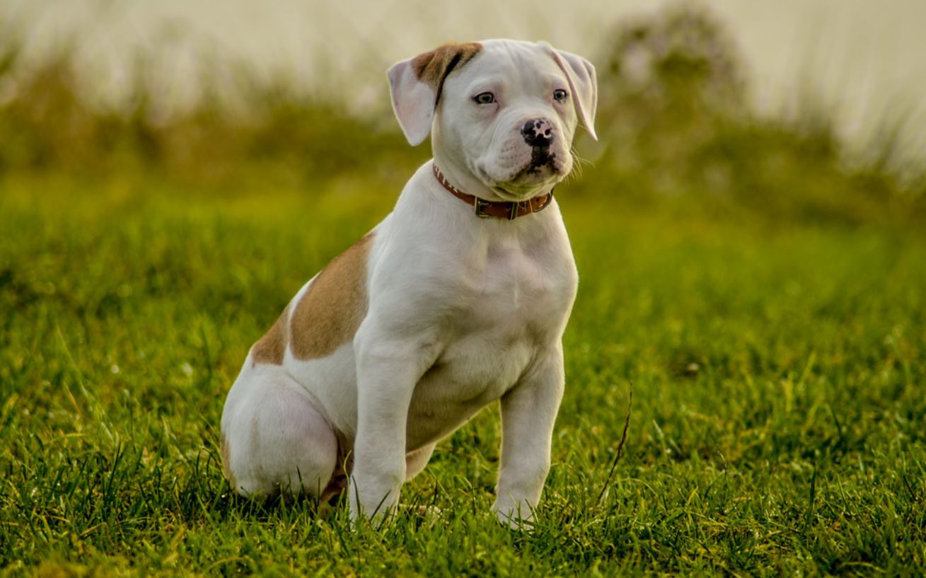 american-bulldogs-facts-must-read-for-potential-owners-the-pet-well