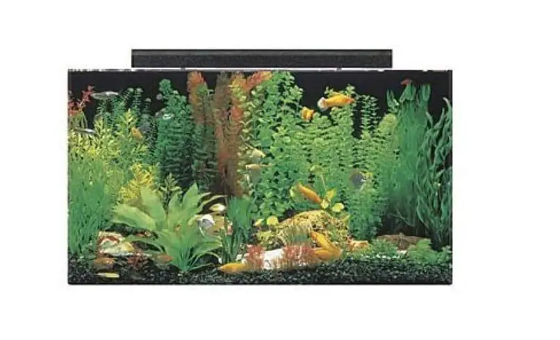 Best Axolotl Tanks On Amazon 2022 - The Pet Well