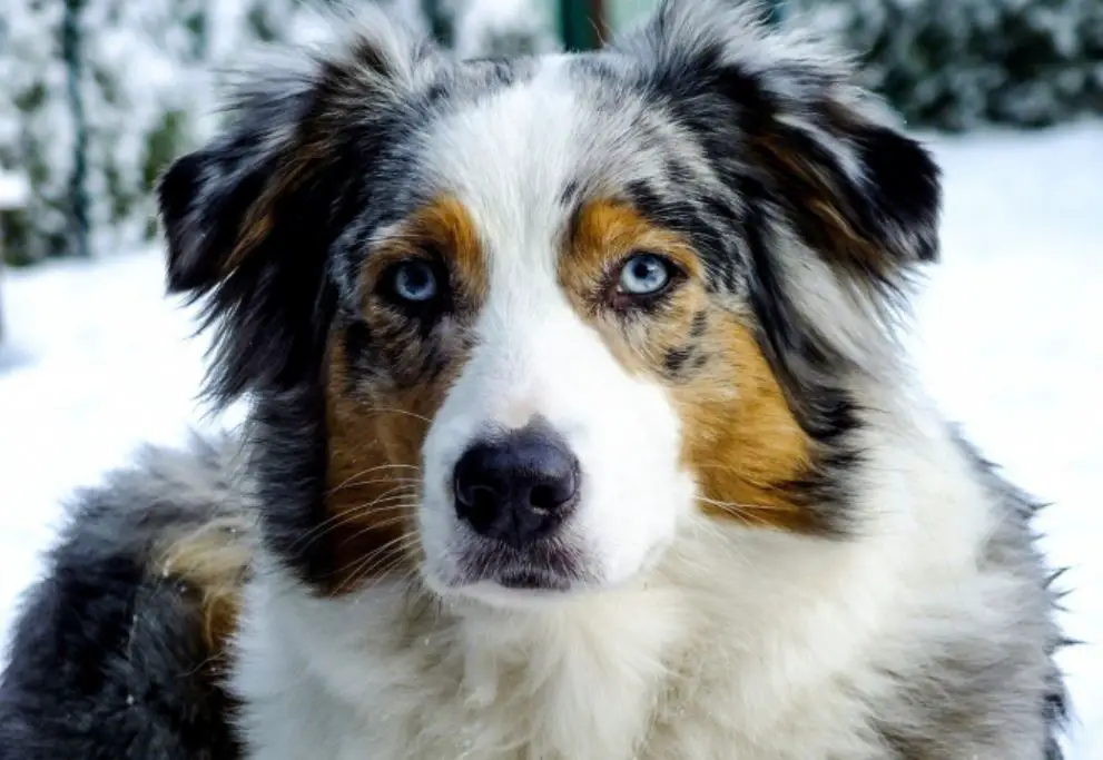 Do Australian Shepherds Make Good Family Pets Ultimate Care Guide 