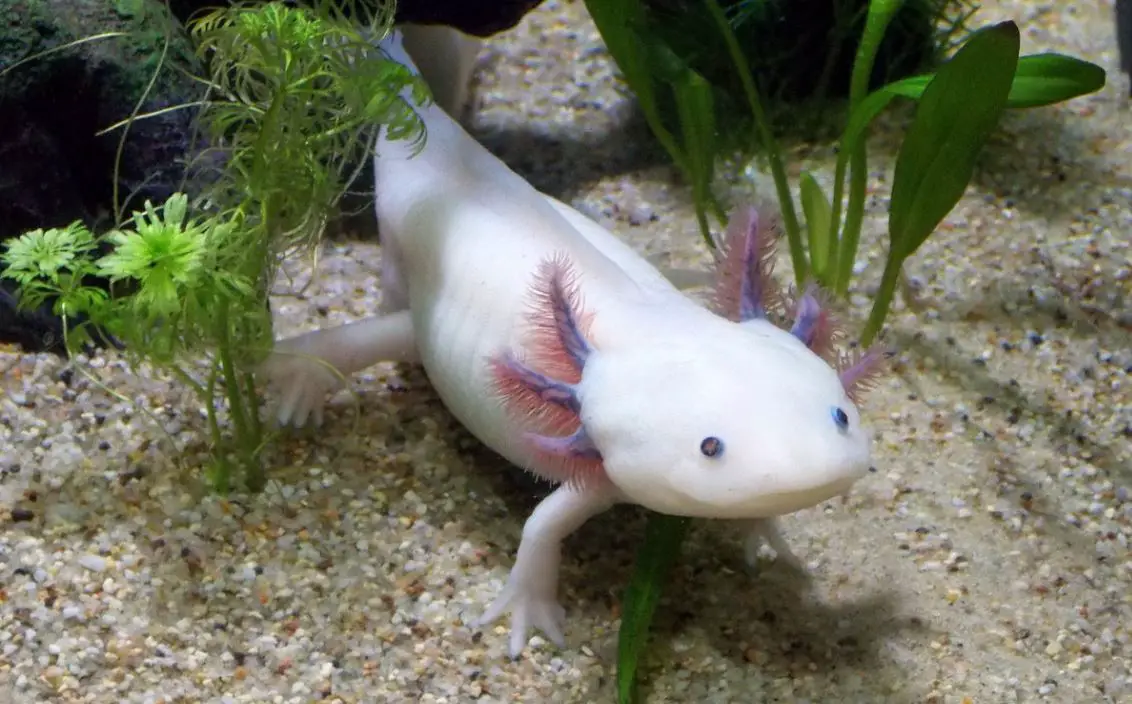 How Often Do You Feed an Axolotl  
