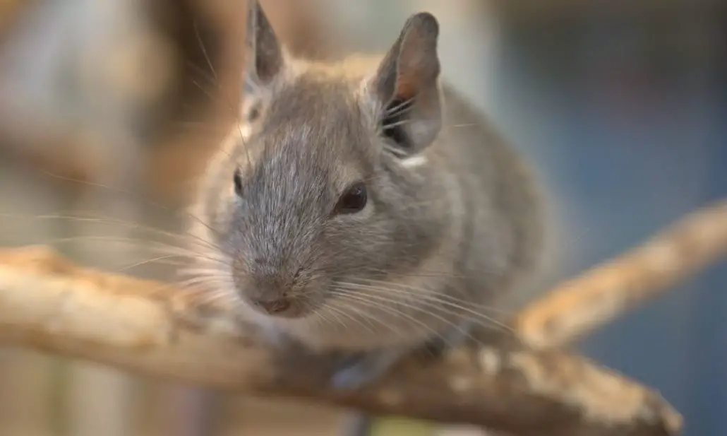 Do Chinchillas Make Good Pets? Ultimate Care Guide & Facts The Pet Well