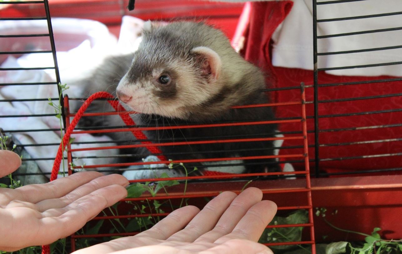 Do Ferrets Make Good Pets - The Ultimate Owners Guide - The Pet Well