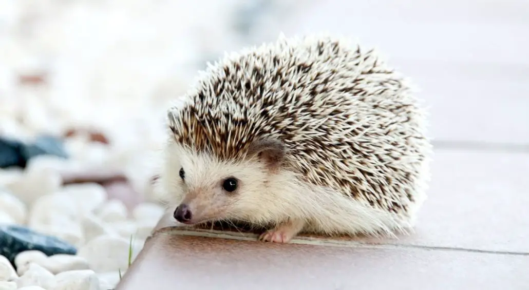 Do Hedgehogs Make Good Pets 