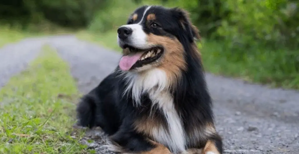 Pros and Cons of Australian Shepherds – Should You Get This Dog - The ...