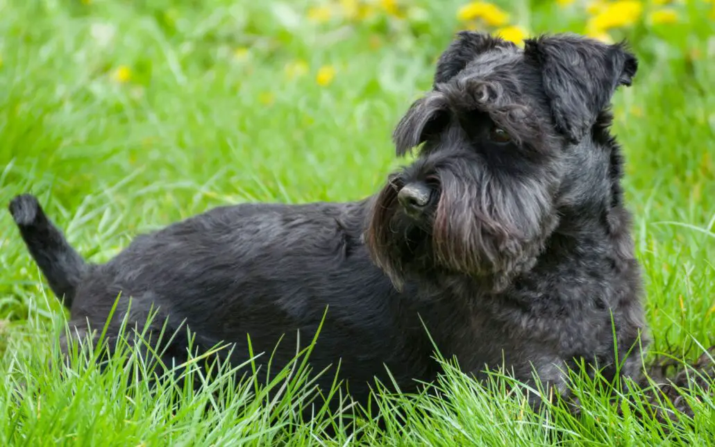 Black Russian Terrier Vs. Giant Schnauzer – Which Dog Should You Get ...