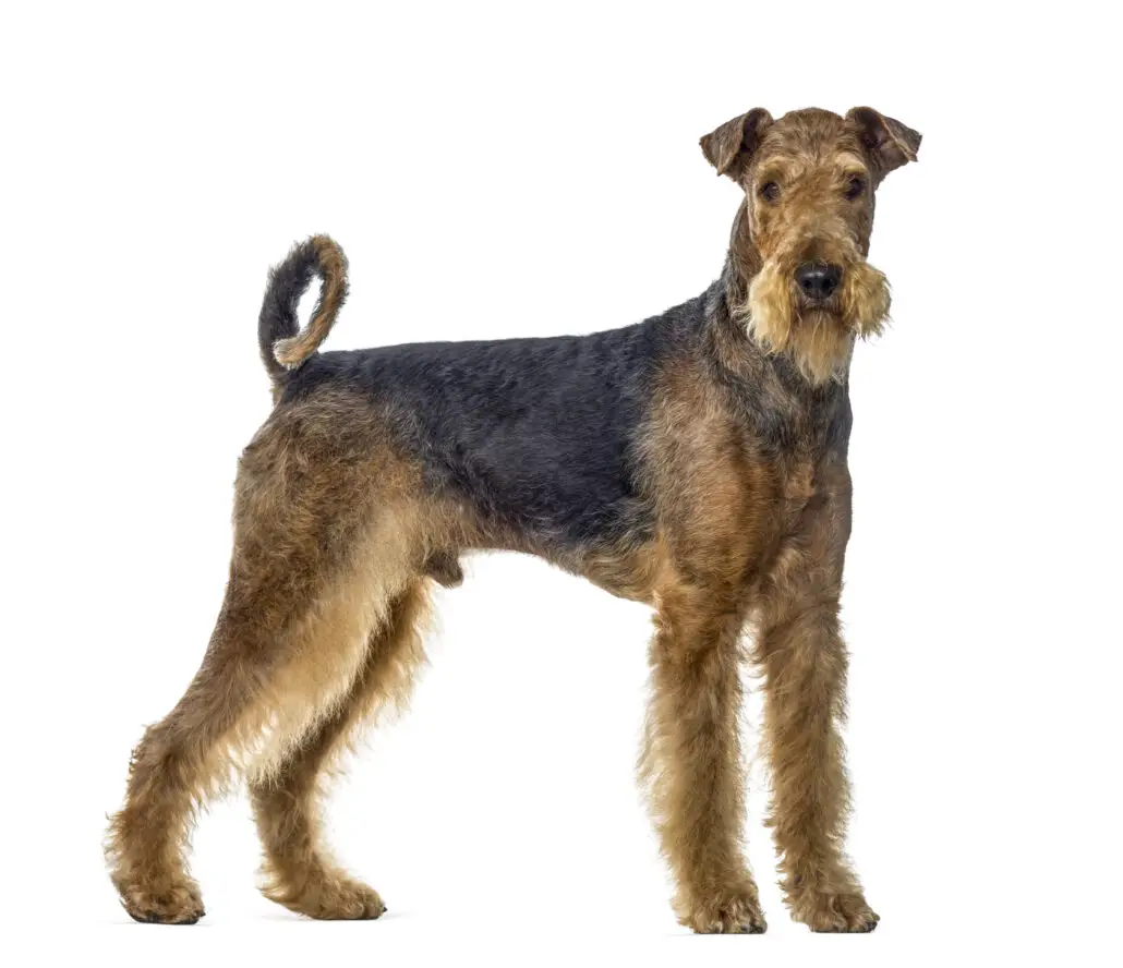 Do Airedale Terriers Make Good Guard Dogs? - Are They Protective? - The ...