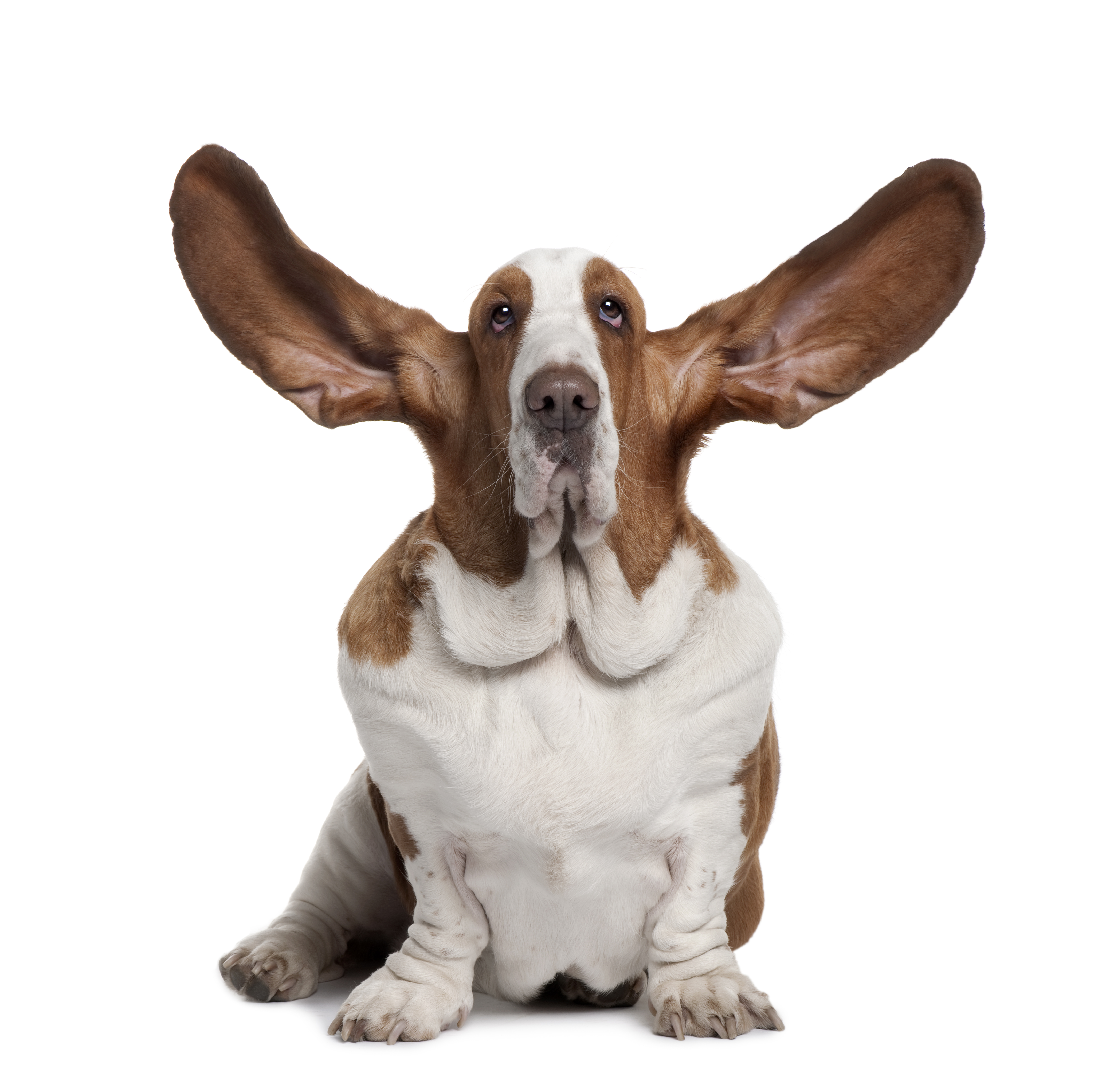 are basset hounds good pets