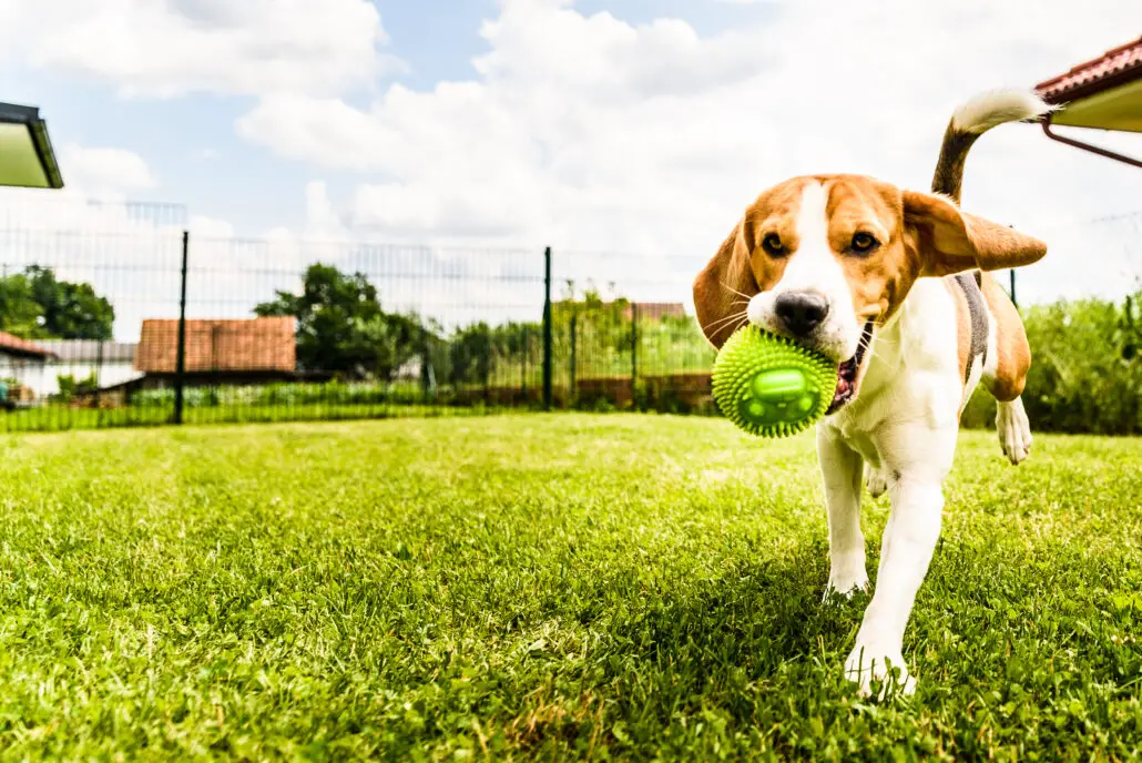 Do Beagles Bark A Lot? What’s Their Temperament Like? The Pet Well