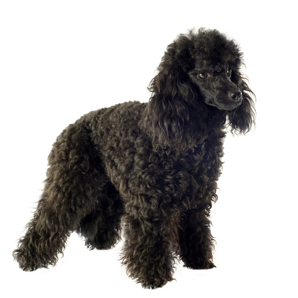 What Is A Moyen Poodle – Complete Owners Guide - The Pet Well