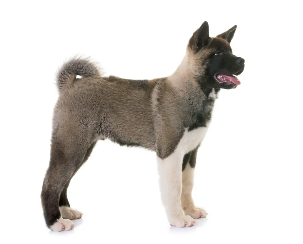 American Akita Vs. German Shepherd – Which Dog Should You Get - The Pet