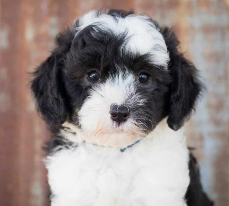 Pros and Cons of Sheepadoodle Ownership-Complete Owners Guide - The Pet ...