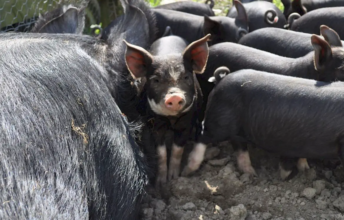 Pros and Cons of Berkshire Pigs as Pets-Characteristics Facts and Guide