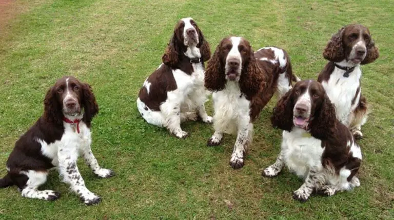 English Springer Spaniel Pros And Cons - Complete Owners Guide - The ...