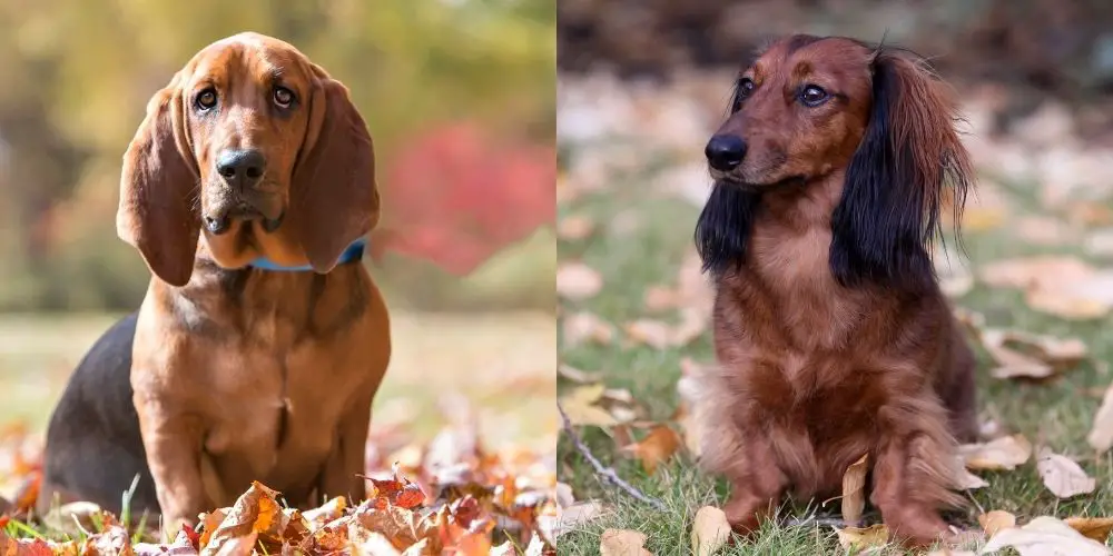 Are Basset Hounds Easier To Groom Than Dachshunds