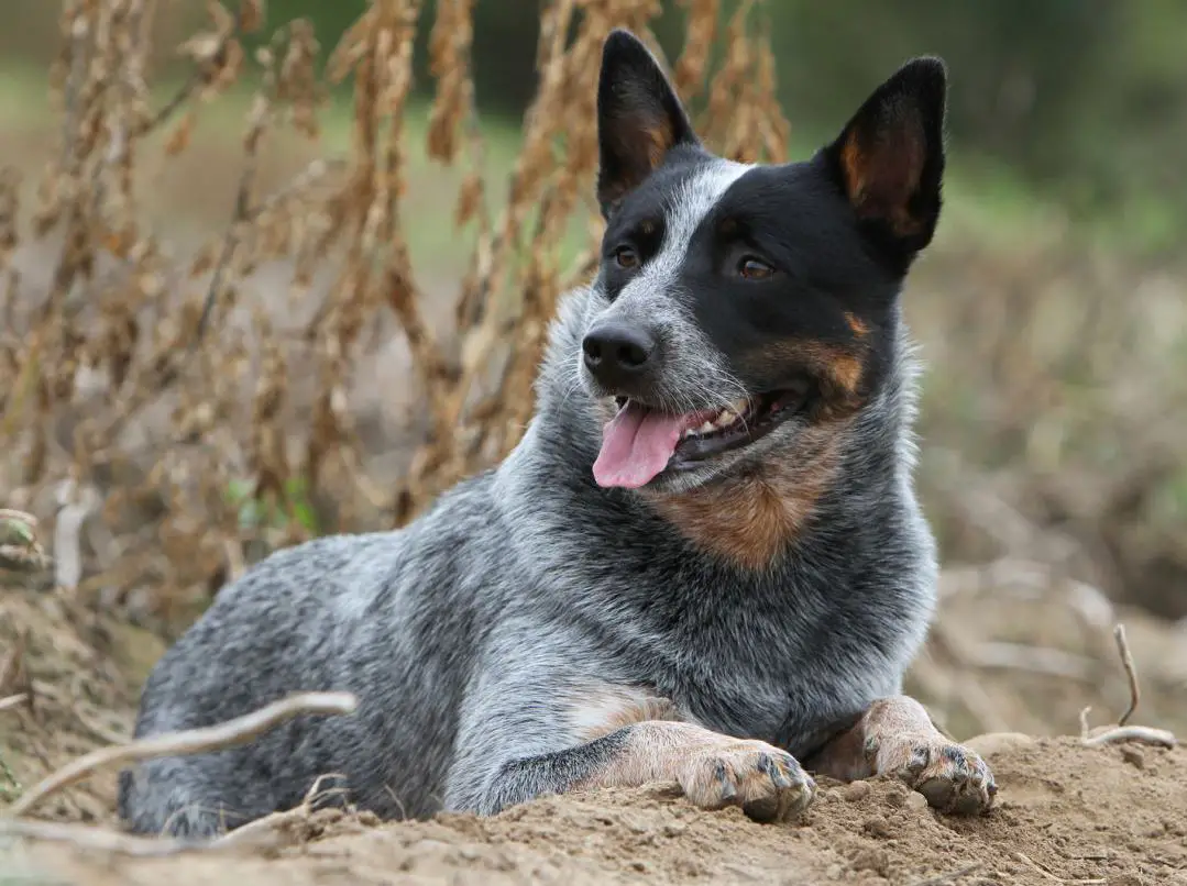 Australian Cattle Dog vs Border Collie Breed Guide - What Is The Best ...