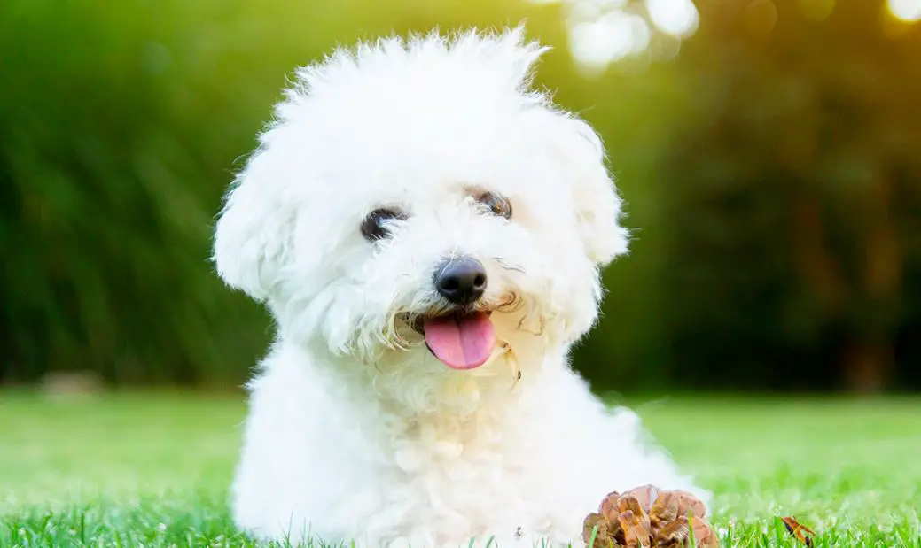 Maltipoo Vs Bichon Frise - What Is The Best Breed For You - The Pet Well